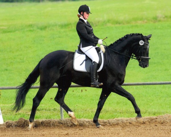 dressage horse Donrico H (Rhinelander, 2008, from Don Frederico)