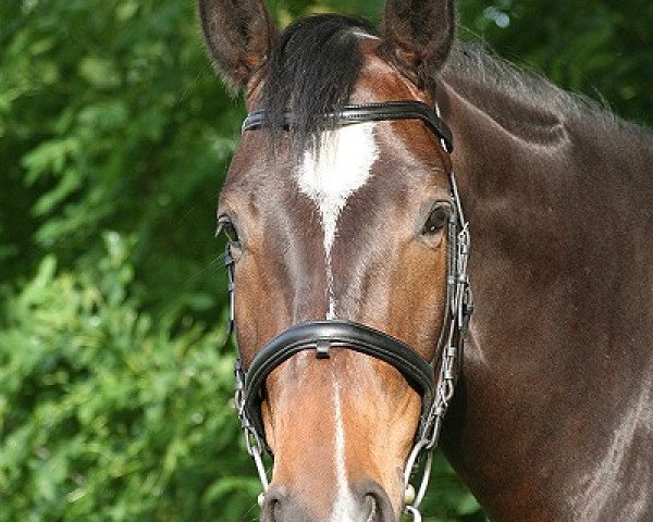 horse Konstantin 28 (Trakehner, 2002, from Lehndorff's)
