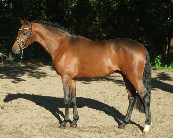 Deckhengst PAV Nottingham Forrest (Deutsches Reitpony, 2009, von Nemax)