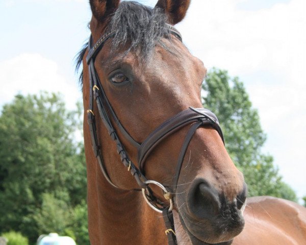 Pferd Danny Boy 19 (Westfale, 2000, von Danny Wilde)