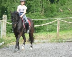 broodmare Orinka (German Riding Pony, 2001, from Lamento III)