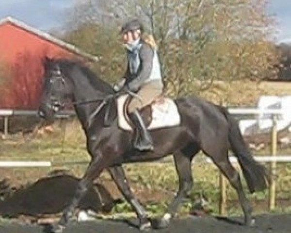 jumper Quinta Ruban (Holsteiner, 2009, from Quintero)