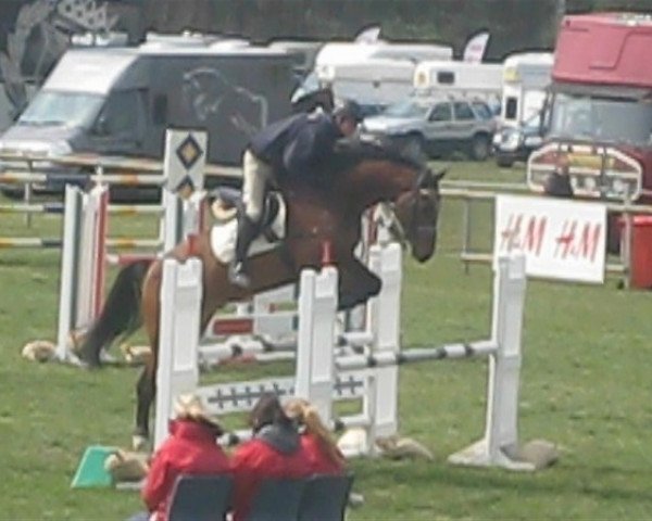 horse Edradour (Swedish Warmblood, 2007, from VDL Empire)
