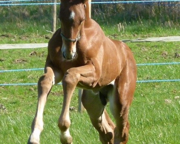 horse Superstition (Swedish Warmblood, 2012, from Stalypso)