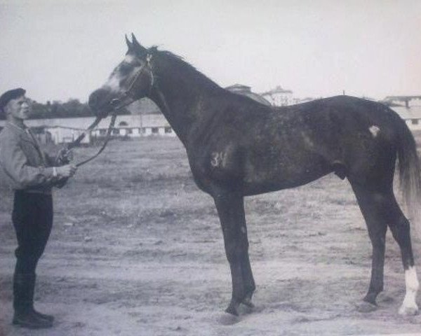 Stallion Zagal (Tersk, 1956, from Tsikl)