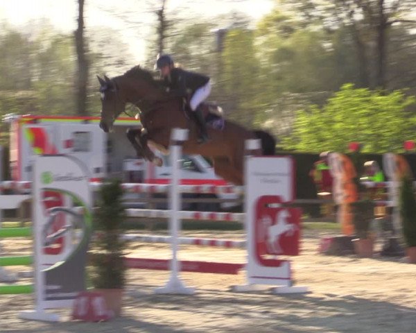 Reitturnier Münster-Handorf | Champs of Tomorrow 2022