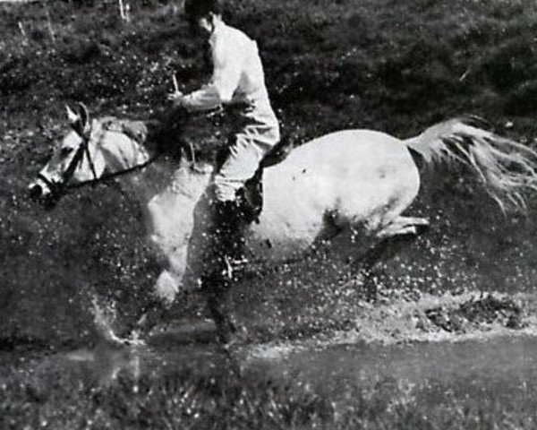 stallion Naplyv 1958 ox (Arabian purebred, 1958, from Pomeranets 1952 ox)