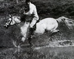 stallion Naplyv 1958 ox (Arabian purebred, 1958, from Pomeranets 1952 ox)