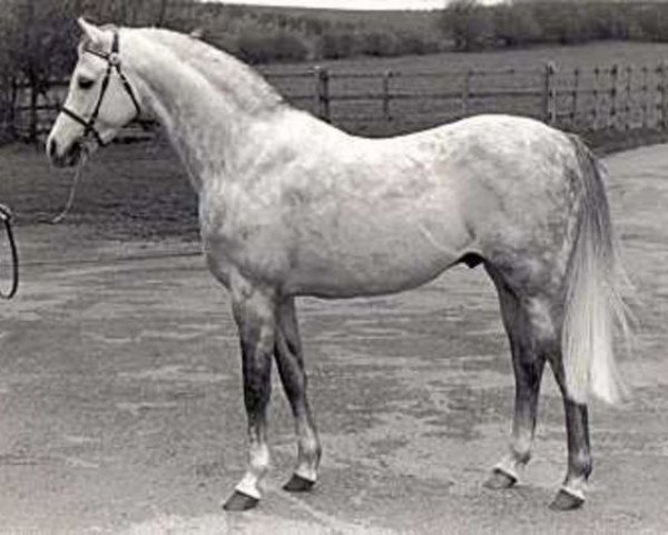 stallion Twylands Troubadour (British Riding Pony, 1970, from Solway North Wind) stallion Twylands Troubadour (British Riding Pony, 1970, from Solway North Wind)