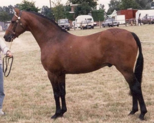 stallion Centurion Torreador (British Riding Pony, 1978, from Twylands Troubadour) stallion Centurion Torreador (British Riding Pony, 1978, from Twylands Troubadour)