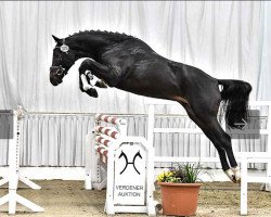 jumper Karajan's Knut (Hanoverian, 2019, from Karajan)