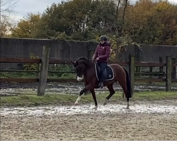dressage horse Cleopatra 287 (German Riding Pony, 2014)