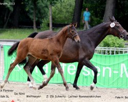 eventing horse Qc Rock And Roll (Rhinelander, 2013, from Rock Forever NRW)
