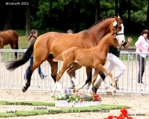 horse Stute von Icare D'Olympe AA (Rhinelander, 2013, from Icare d'Olympe AA)