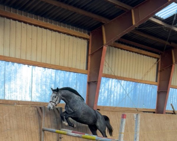horse Royal Roxana (Thoroughbred, 2016, from Sehrezad xx)
