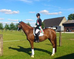 dressage horse Claire de la Lune (Westphalian, 2004, from Charming 8)