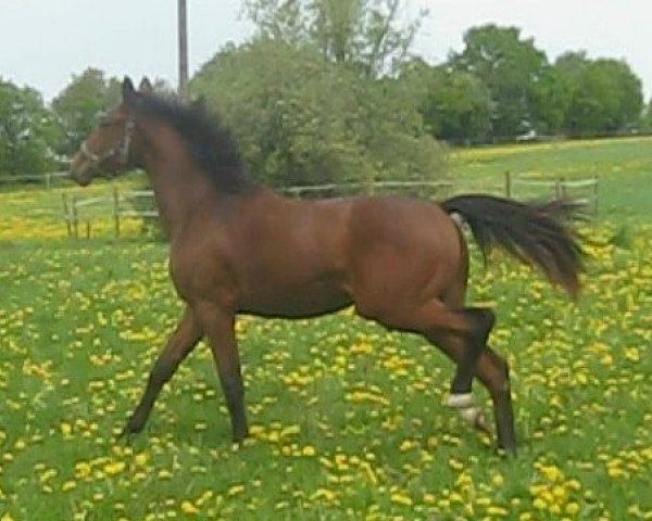 horse Skye (Swedish Warmblood, 2010, from Stalypso) horse Skye (Swedish Warmblood, 2010, from Stalypso)