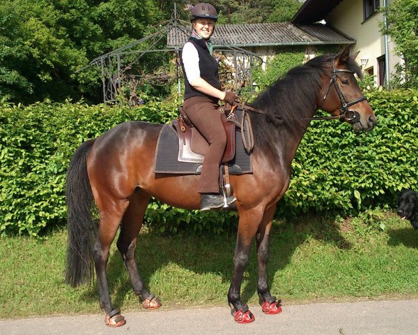 horse Hommage mon amour (Zweibrücken, 2008, from Hochadel)