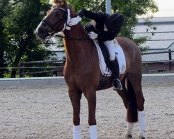 dressage horse Botero (Westphalian, 2009, from Belissimo NRW)