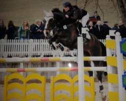 jumper Spacestar (KWPN (Royal Dutch Sporthorse), 2001, from Goodtimes)