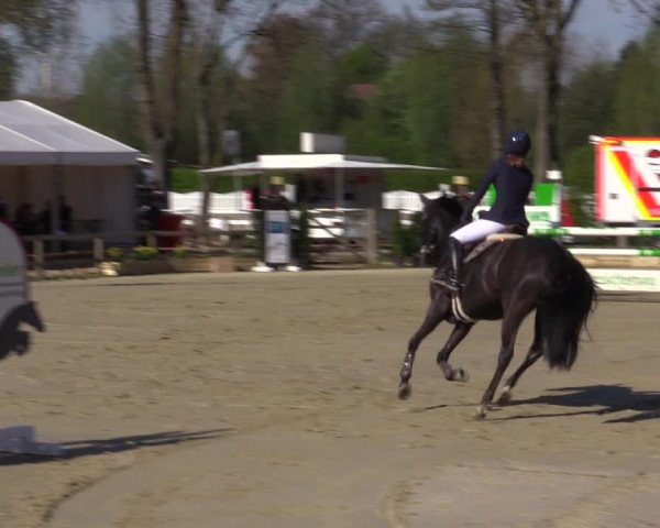 Reitturnier Münster-Handorf | Champs of Tomorrow 2022