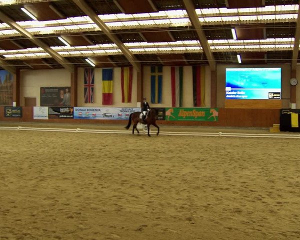 Reitturnier Weikersdorf am Steinfelde 2022