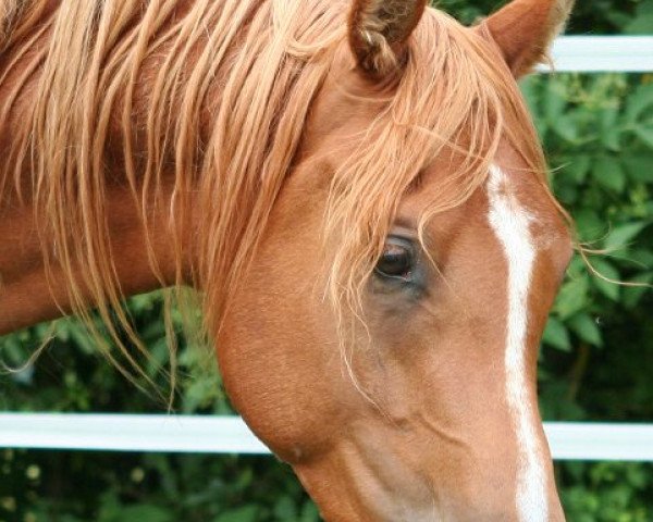 horse Takaar ox (Arabian purebred, 2009, from Meshan Ibn Kubi ox)
