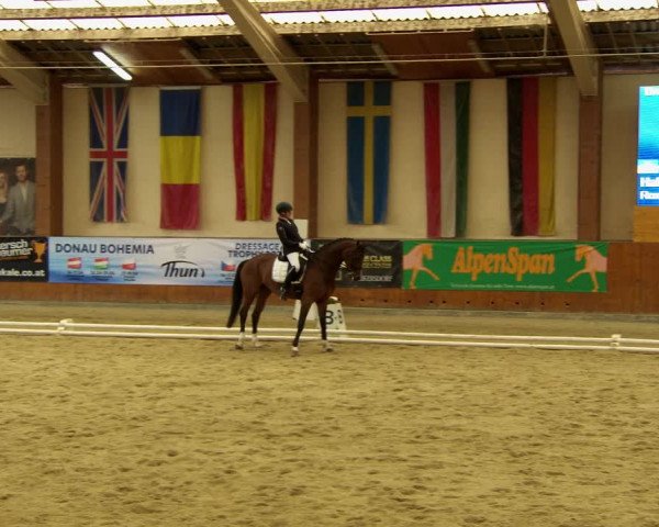 Reitturnier Weikersdorf am Steinfelde 2022