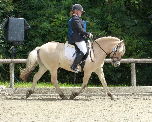 dressage horse Dyliss (Fjord Horse, 2004, from Dylan)