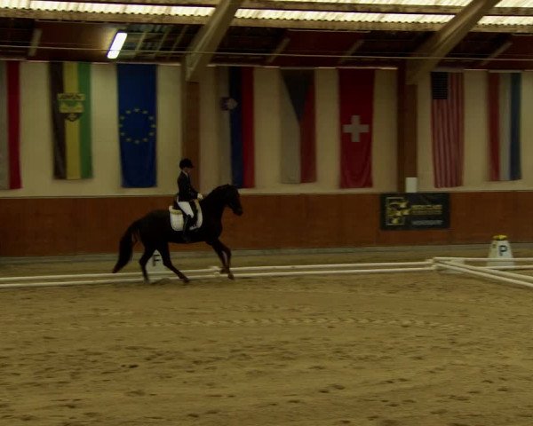 Reitturnier Weikersdorf am Steinfelde 2022