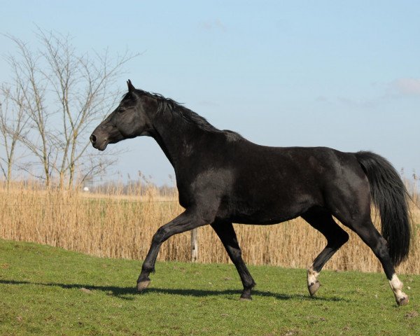 Zuchtstute Gremella (Hannoveraner, 2001, von Ginsberg)