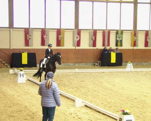 Reitturnier Weikersdorf am Steinfelde 2022