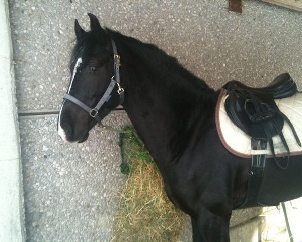 Pferd Capo (Westfale, 2006, von Charisma)