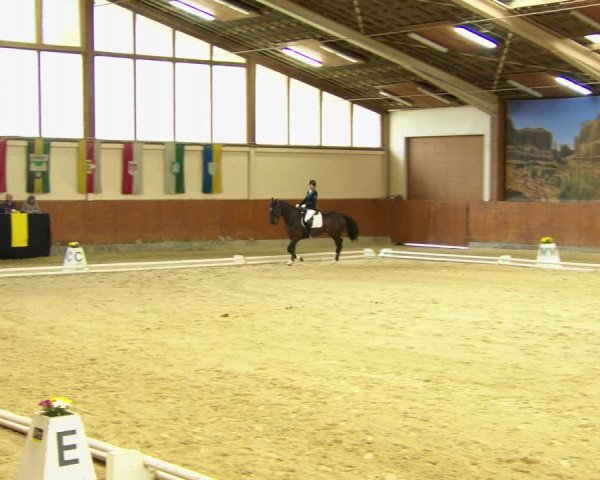 Reitturnier Weikersdorf am Steinfelde 2022