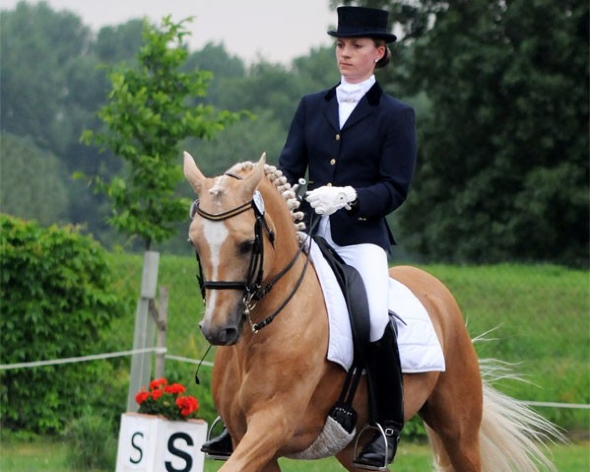 stallion Gleisberg Daiquiry (German Riding Pony, 1992, from Derby)
