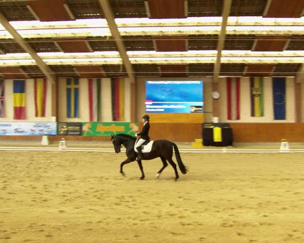 Reitturnier Weikersdorf am Steinfelde 2022