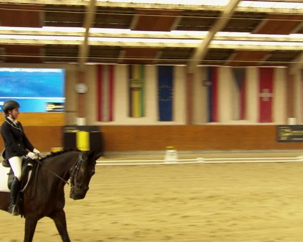 Reitturnier Weikersdorf am Steinfelde 2022