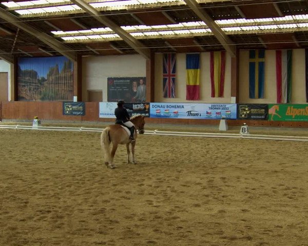 Reitturnier Weikersdorf am Steinfelde 2022