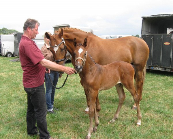 broodmare Carlotta D (Westphalian, 2013, from Christ)