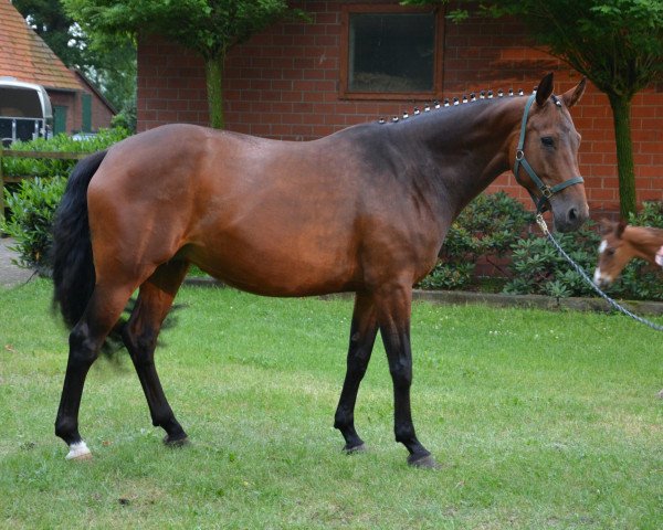 broodmare Fräulein Braun (Westphalian, 2006, from Flovino)