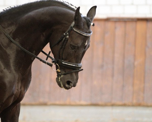 Pferd Sacardos (Deutsches Reitpferd, 1998, von Sandro Hit)