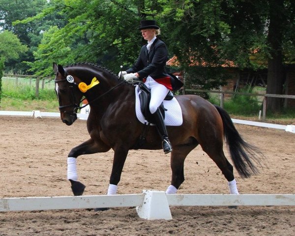 dressage horse Der Max (Westphalian, 2007, from Don Kennedy)