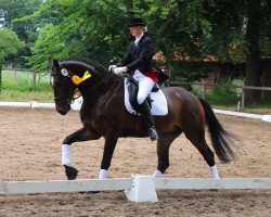 dressage horse Der Max (Westphalian, 2007, from Don Kennedy)