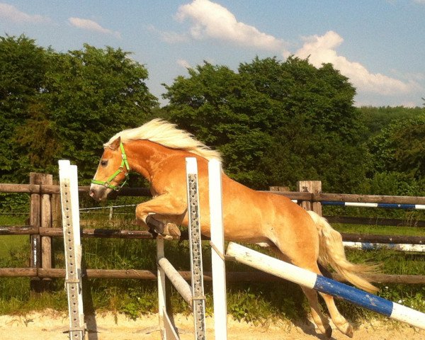 horse Südsee (Haflinger, 2006, from Sonthofen (0,39% ox)) horse Südsee (Haflinger, 2006, from Sonthofen (0,39% ox))