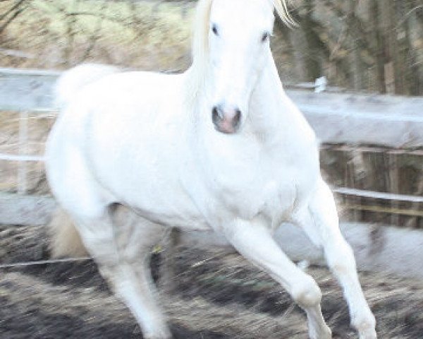 horse El Shaban ox (Arabian purebred, 1993, from El Shahwan ox)