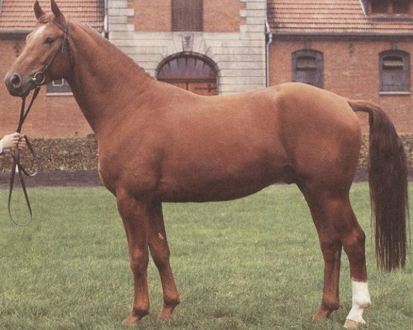 stallion Sassnitz (Hanoverian, 1978, from Seefischer)