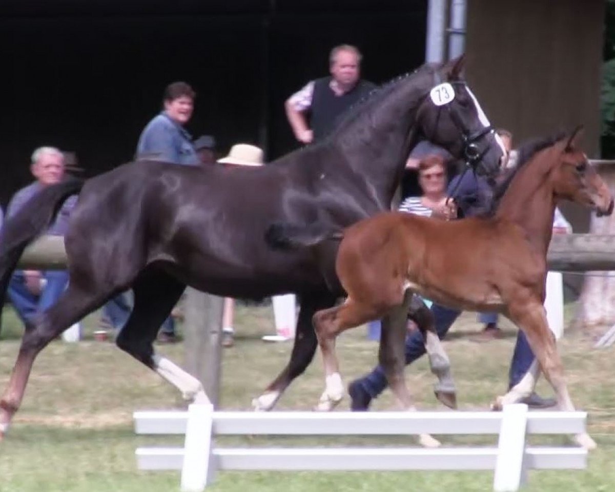 Zuchtstute Diamonds Topper Girl (Westfale, 2009, von Diamond Hit)