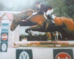 broodmare Javotte D (Selle Français, 1975, from Cor de Chasse)