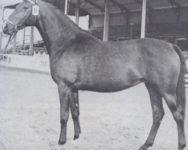 broodmare Victoria (Holsteiner, 1961, from Cottage Son xx)