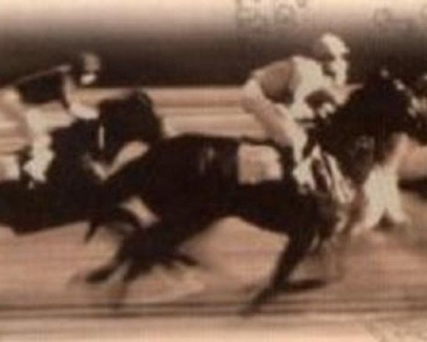 stallion Loch Lomond xx (Thoroughbred, 1916, from Lomond xx) stallion Loch Lomond xx (Thoroughbred, 1916, from Lomond xx)